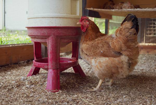 poule qui boit à l'abreuvoir